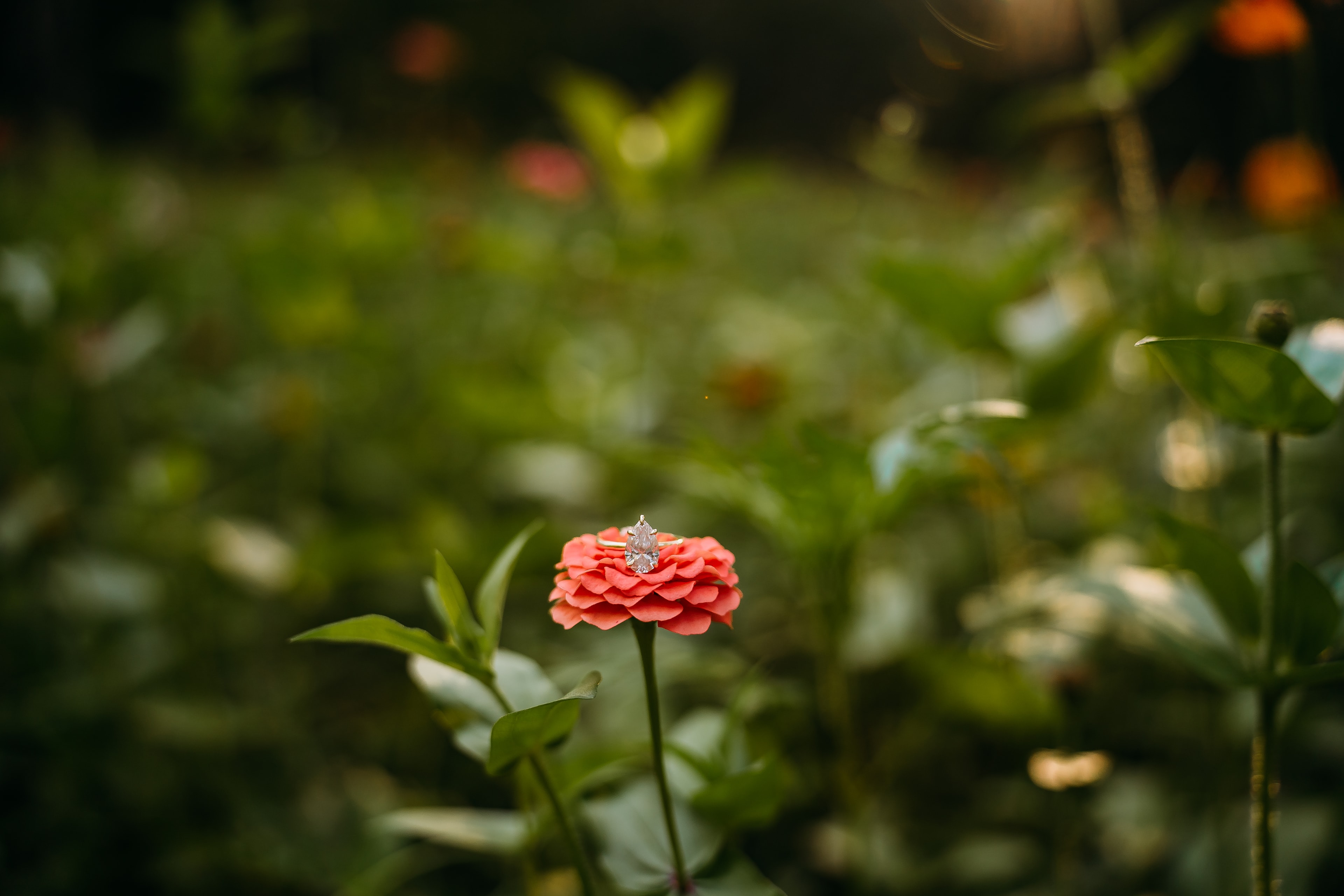 Engagement ring resting on a coral zinnia in the field